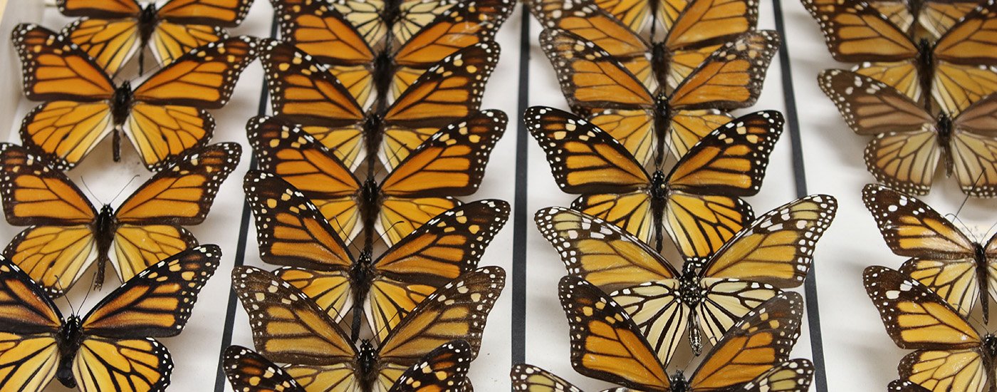 monarch butterflies